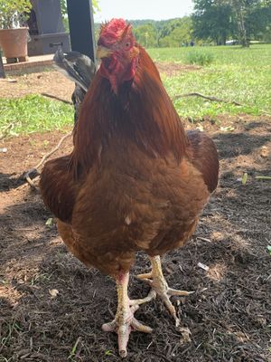 Bodhi! at Peak Animal Sanctuary in Freedom
