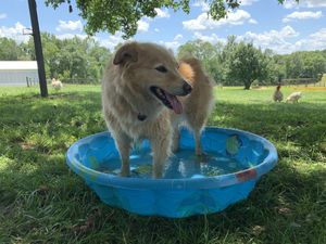 Luna enjoys the birds’ pool! at Peak Animal Sanctuary in Freedom
