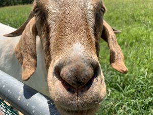 Benny the goat! at Peak Animal Sanctuary in Freedom