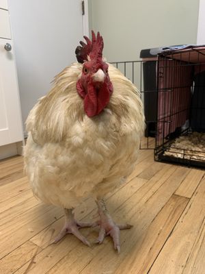 Ren at the veterinarian’s office. All PEAK residents get individualized care. at Peak Animal Sanctuary in Freedom