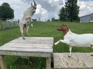 Pan and Nemo! at Peak Animal Sanctuary in Freedom
