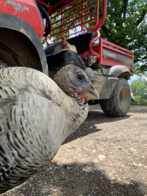 Taffy! (With Ren...) at Peak Animal Sanctuary in Freedom