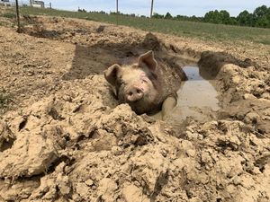 Petals enjoy the summer! at Peak Animal Sanctuary in Freedom