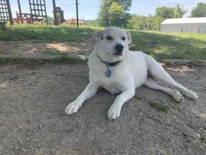 Kita! Resident greeter. at Peak Animal Sanctuary in Freedom