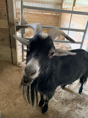 Sweet older resident, George. at Peak Animal Sanctuary in Freedom