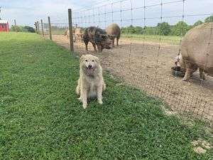 Luna with the pigs at dinnertime! at Peak Animal Sanctuary in Freedom