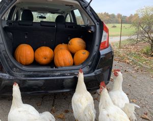 The roosters are excited about this pumpkin donation! at Peak Animal Sanctuary in Freedom