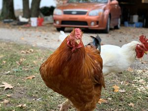Bodhi! at Peak Animal Sanctuary in Freedom