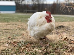 Ren! at Peak Animal Sanctuary in Freedom