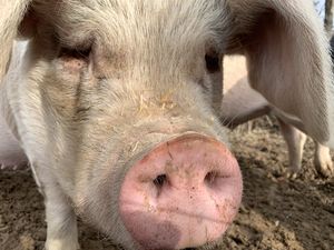 Tulip! at Peak Animal Sanctuary in Freedom