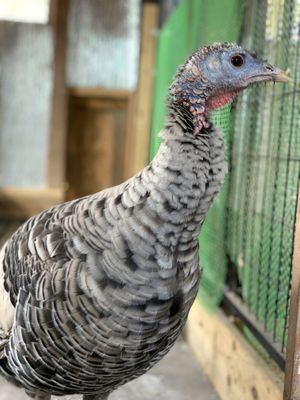 Taffy! at Peak Animal Sanctuary in Freedom