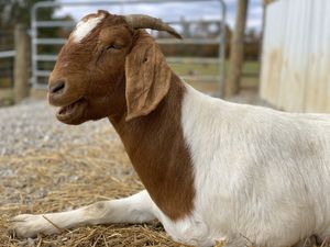 Nemo! at Peak Animal Sanctuary in Freedom