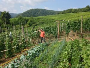 Own garden  at Försters Weinterrassen in Ahrweiler