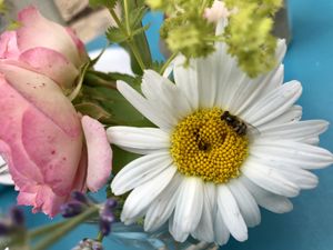 table decoration with real hover fly ;) at Coffifee in Stralsund