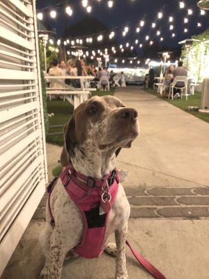 Nice ambiance and everyone was so welcoming to our baby girl! at Little Pine in Los Angeles