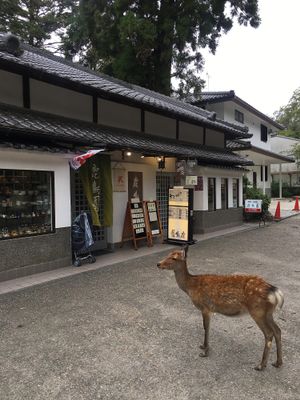The deer love it too! at Rokumeien in Nara
