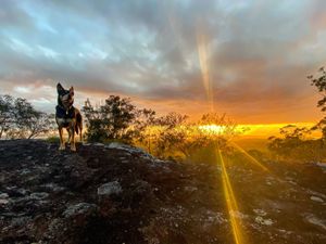 On nearby Mt Tinbeerwah.  Walk up there before breakfast! at The Beet Retreat in Cooroibah