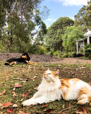 Krazy Kat and Mac leading be example.... Relax and Enjoy. at The Beet Retreat in Cooroibah