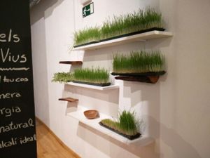 Wheatgrass  at Petit Brot - Cold Press Raw Eco in Barcelona