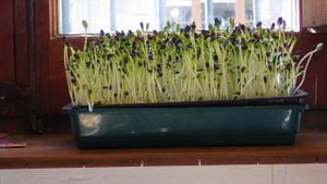 Herb garden at Petit Brot - Cold Press Raw Eco in Barcelona