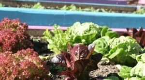 Veg from the garden at Phoenix Cafe Bar in Leicester