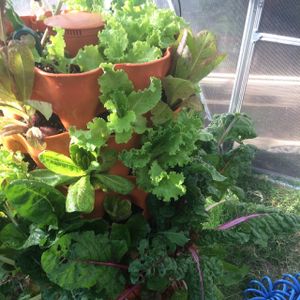 my home greens at Clorofila in Playa Del Carmen