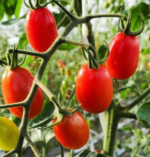 Organic cherry tomatoes grown in Rio do Vento at Barlavento in Caxias Do Sul