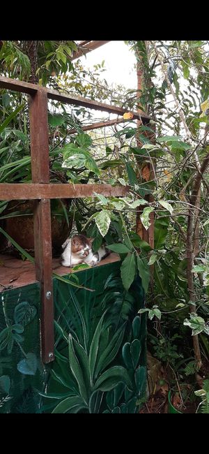 lovely atmosphere 🐈 at Lands in Love - Vegan Hotel & Resort in Alajuela