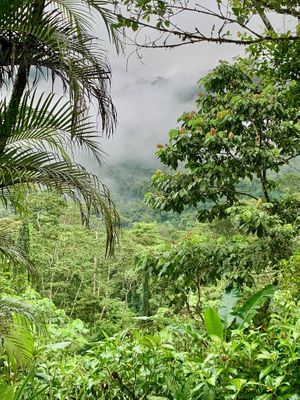   at Lands in Love - Vegan Hotel & Resort in Alajuela