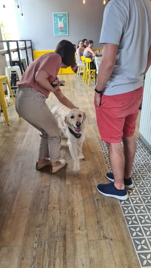 Even the local dogs know this place is a must at Vegab in Krakow