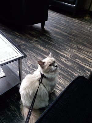 Ru enjoying the atmosphere at Lolo's Vegan Restaurant & Bar in Ramsbottom