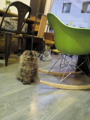 Evolie and Leon, two of the cafe's cats at La Ronronnerie in Nice
