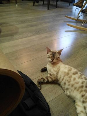 Jaya playfull, cute and tissue lover... she's adorable at La Ronronnerie in Nice