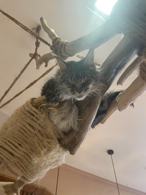   at La Ronronnerie in Nice