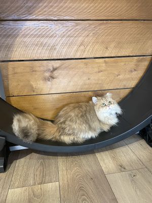   at La Ronronnerie in Nice