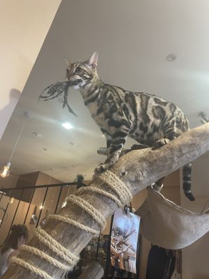 Cat next to our table   at La Ronronnerie in Nice