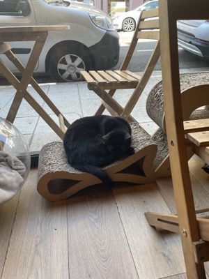 Sleepy kitty  at La Ronronnerie in Nice