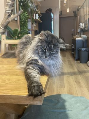   at La Ronronnerie in Nice