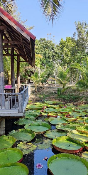  at Thai Farm Cooking School in Chiang Mai