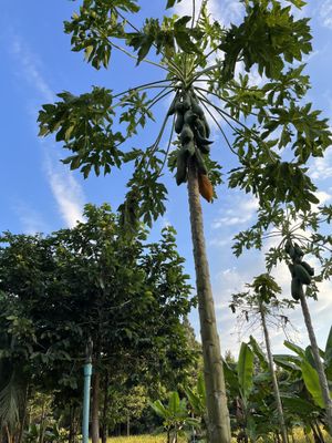   at Thai Farm Cooking School in Chiang Mai