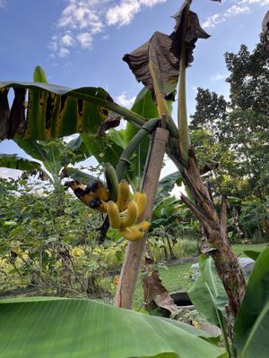   at Thai Farm Cooking School in Chiang Mai