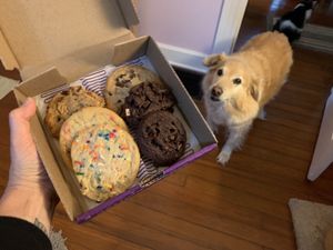 Luna approves of these vegan delights! 🐶🍪  at Baked of Bloomington in Bloomington