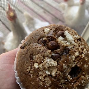 Cherry chocolate chip muffin at Hopscotch Coffee in Bloomington