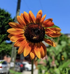 Ambiance  at Soma in Bloomington