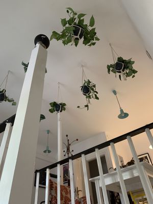 Plants at Cafe Michelle in Warsaw