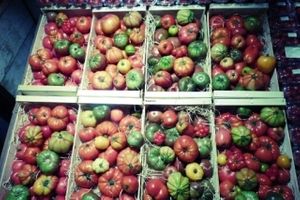 Farm Etterbeek - The Peas at Färm in Brussels