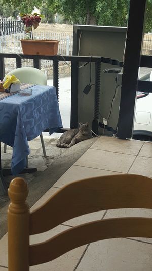 One of the cats at St. Paul's Pillar Restaurant in Paphos