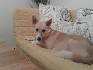 Pastva is pet-friendly :)  at Pastva in Prague