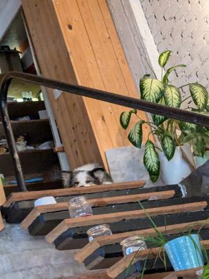 Doggy at De KleinKeuken in Kortrijk