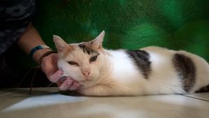  at Madre Tierra in Puerto Viejo De Talamanca